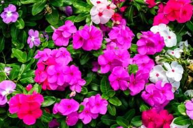 Güneşli bir yaz bahçesinde, geniş bir Impatien grubu Walleriana çiçekleri, yumuşak odak noktasında farklı pembe renkler üzerinde