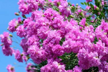 Arka planda taze pembe karanfil çiçekleri (Dianthus caryophyllus) ve yeşil yapraklar, yan görüş