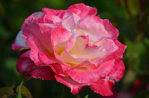 Zblízka Krásné Růžové Růže Shora Rozmazaným Zeleným Pozadím Zahradě Slunečného — Stock fotografie