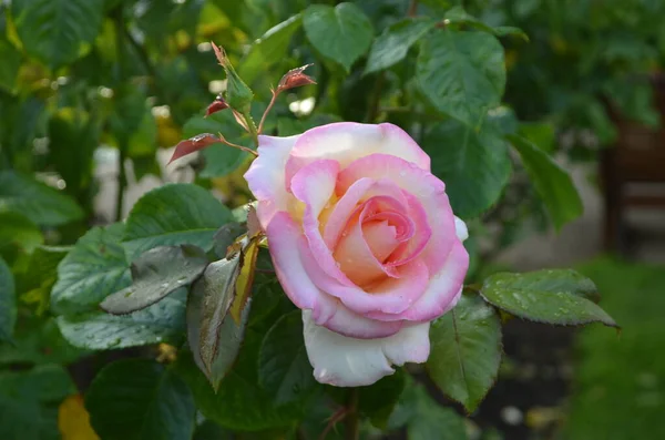 Zblízka Krásné Růžové Růže Shora Rozmazaným Zeleným Pozadím Zahradě Slunečného — Stock fotografie