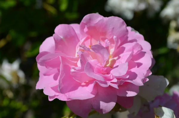 Nahaufnahme Einer Schönen Rosa Rose Von Oben Mit Verschwommenem Grünen — Stockfoto
