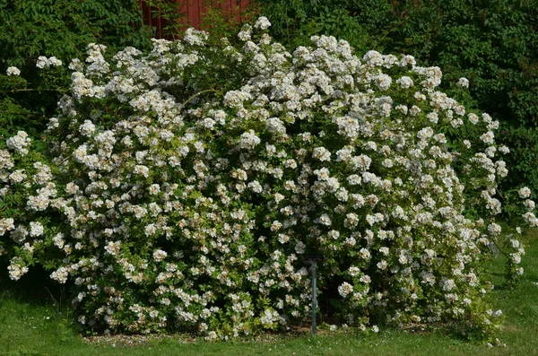 Gran Arbusto Verde Con Delicadas Rosas Blancas Frescas Hojas Verdes — Foto de Stock