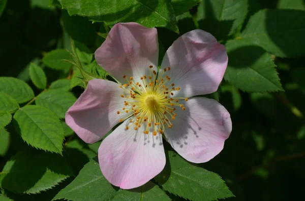 Detailní Záběr Křehkou Květinu Rosa Canina Plném Květu Jarní Zahradě — Stock fotografie