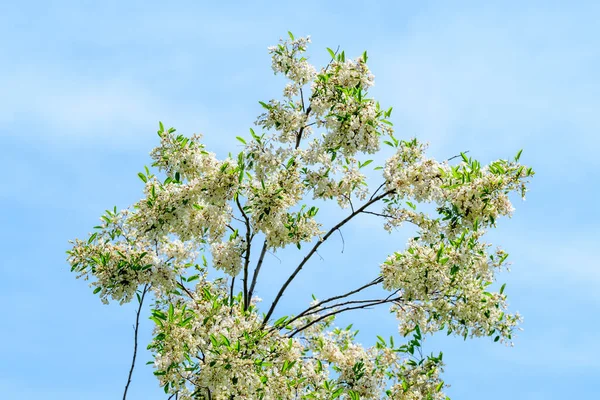 Weiße Blüten Der Robinie Pseudoacacacacia Allgemein Als Robinie Bekannt Und — Stockfoto
