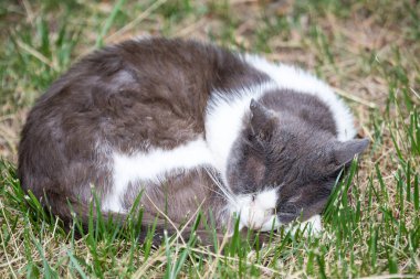 Arka planda yeşil bulanık arka planı olan bir sokak kedisi.