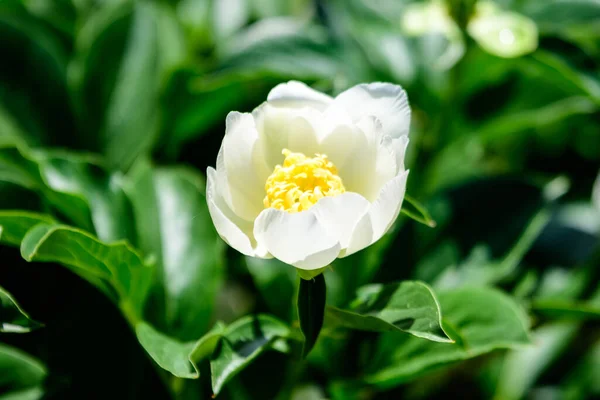 Bush Med Stor Delikat Vit Pion Blomma Brittisk Stuga Stil — Stockfoto