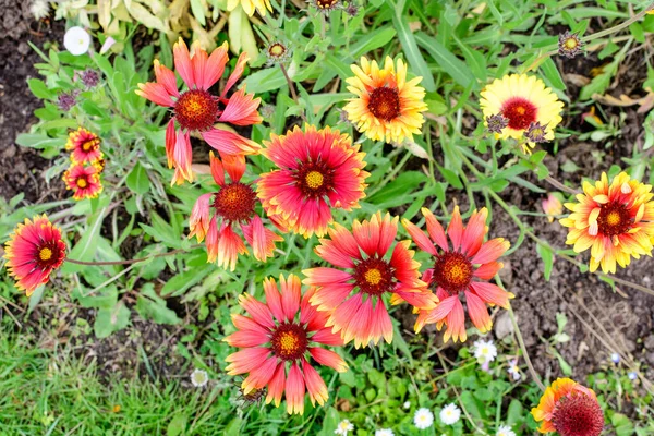 Många Levande Röda Och Gula Gaillardia Blommor Vanligt Namn Filt — Stockfoto