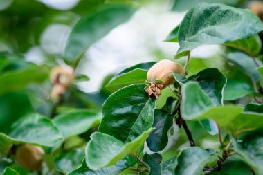 Meyve bahçesindeki ağaç brançlarında taze taze, olgun, organik, sarı ayva ve yeşil yapraklar seçici bir odak noktasıyla fotoğraflandı.
