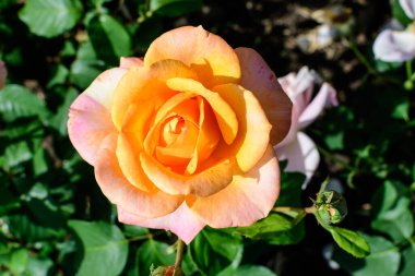 Güneşli bir yaz gününde, bahçedeki yeşil yapraklar ve çiçek arkaplanındaki narin, canlı bir turuncu gül yumuşak bir odak noktasıyla fotoğraflandı.