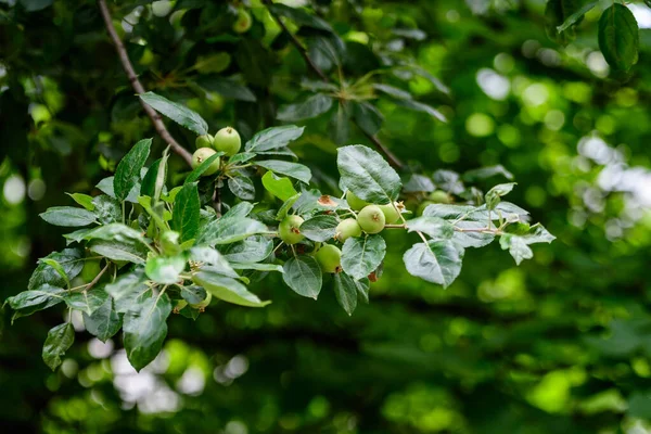 Jovens Pequenos Frutos Verdes Vermelhos Folhas Uma Grande Macieira Luz — Fotografia de Stock