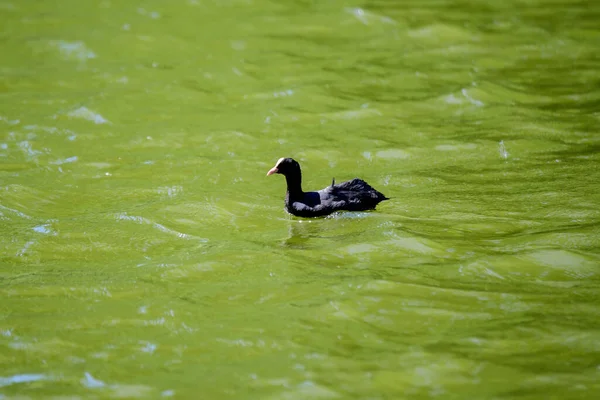 Ein Kleiner Schwarzer Blässhühnchen Auch Als Blässhühnchen Bekannt Schwimmt Einem — Stockfoto
