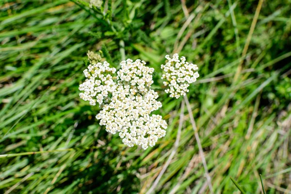 Нежные Белые Цветы Achillea Millefolium Растения Широко Известного — стоковое фото