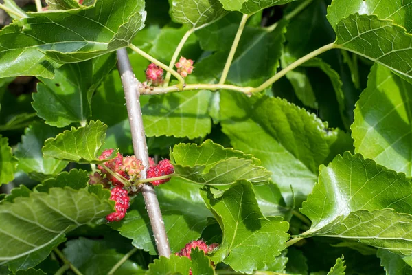 Pequeñas Moras Negras Color Rosa Salvaje Rojo Con Ramas Árbol — Foto de Stock