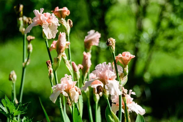 Primer Plano Muchas Flores Grandes Iris Rosa Claro Una Primavera —  Fotos de Stock