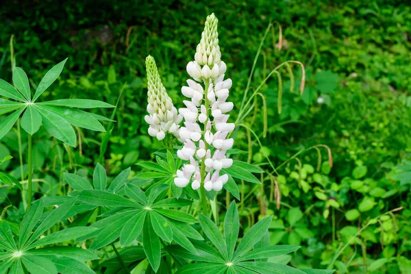 Zblízka Bílé Květy Lupinus Běžně Známý Jako Lupin Nebo Vlčí — Stock fotografie