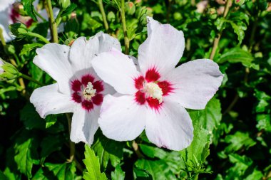 Cornus kousa ağacının beyaz narin çiçeği, genel olarak ousa, kousa, Çin, Kore ve Japon odun ağacı olarak bilinir, ve yeşil yapraklar güneşli bir bahar günü bahçesinde güzel bir açık hava çiçek arka planında.