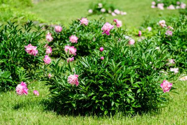 Güneşli bir bahar gününde, İngiliz kır evi tarzında bahçesinde çok sayıda canlı pembe şakayık çiçekleri olan Bush, güzel açık hava çiçekleri seçici bir odak noktasıyla fotoğraflandı.