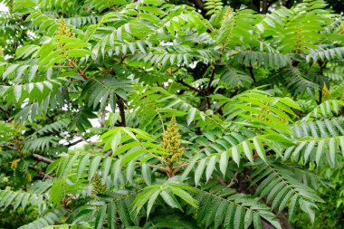 Minimalist tek renkli arka plan, büyük yeşil yapraklar ve küçük Rhus çalı çiçekleri, genellikle sumak, sumak ya da sumak olarak bilinir, güneşli bir yaz gününde bir bahçede.