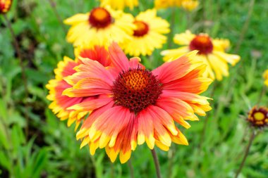 Canlı kırmızı ve sarı bir Gaillardia çiçeğinin yan görüntüsü, yaygın bir isim örtüsü çiçeği, ve yumuşak odak noktasında bulanık yeşil yapraklar, güneşli bir yaz gününde bir bahçede, güzel bir açık hava çiçekli arka plan