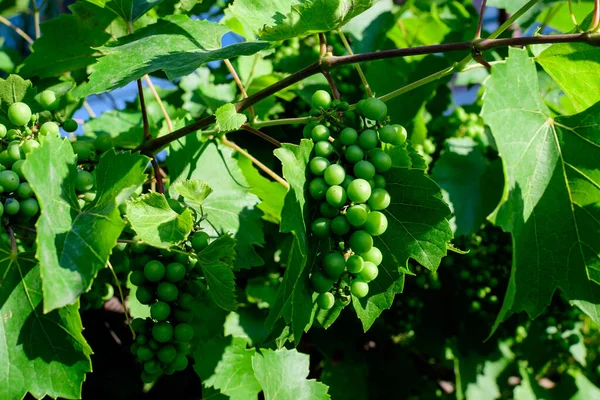 Delikatne Małe Owoce Zielone Liście Winorośli Słonecznym Ogrodzie Letnim Piękny — Zdjęcie stockowe