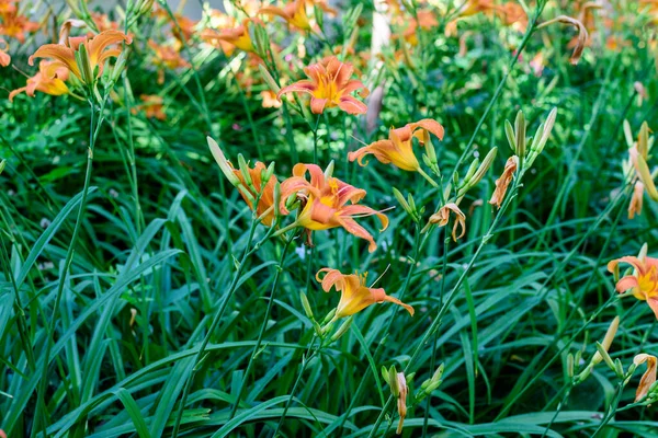 Sok Kis Élénk Narancssárga Vörös Virágok Lilium Vagy Lily Növény — Stock Fotó