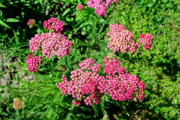 Close Van Prachtige Levendige Roze Magenta Bloemen Van Achillea Millefolium — Stockfoto