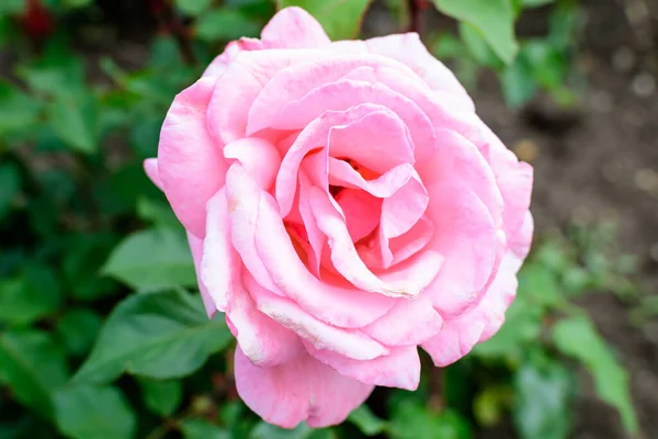 Primer Plano Una Delicada Rosa Viva Magenta Levantó Plena Floración — Foto de Stock