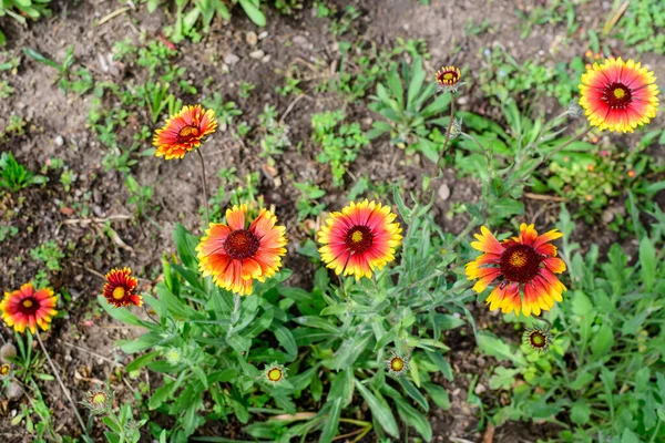 Många Levande Röda Och Gula Gaillardia Blommor Vanligt Namn Filt — Stockfoto