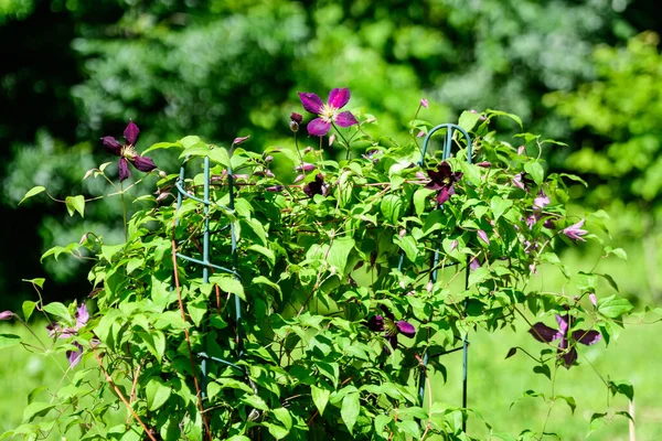 Nombreuses Délicates Fleurs Violettes Volcano Clématite Également Connu Sous Nom — Photo