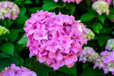 Magenta pembe ortanca macrophylla ya da çiçek saksısında çiçek açan hortensiya çalısı, arka planda güneşli bir yaz gününde, bir bahçede taze yeşil yapraklar var.
