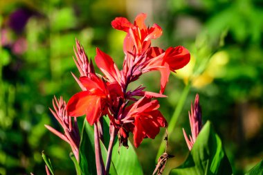 Canna indica 'nın kırmızı çiçekleri, genellikle kızılderili iğnesi olarak bilinir, Afrika armut kökü, yenilebilir kanat, mor ok kökü veya Sierra Leone ok kökü, yumuşak odak noktasında, güneşli bir yaz gününde, bir bahçede