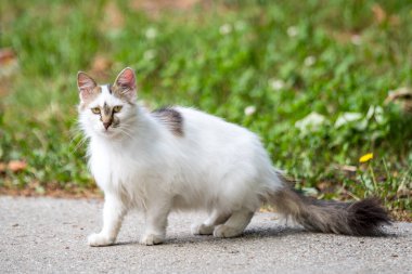 Arka planda yeşil bulanık arka planı olan bir sokak kedisi.