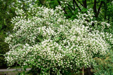 Güneşli bir yaz gününde, bir bahçede, tatlı portakal ya da İngiliz köpek ağacı olarak bilinen tatlı, narin, beyaz çiçekler ve the green leaf of β delphus coronarius süs bitkisi.