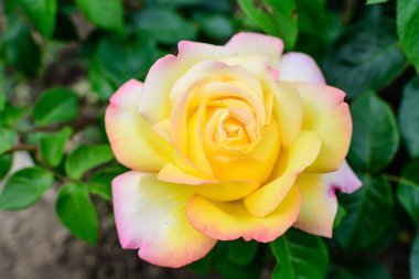 Geniş yeşil çalı, taze sarı gül tam çiçeklenmiş ve yeşil yapraklar güneşli bir yaz gününde bahçede, güzel açık hava çiçekli arka planda yumuşak bir odak ile fotoğraflanmış.