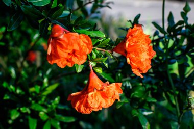 Güneşli bir yaz gününde, güzel, turuncu, kırmızı bir nar çiçeğini, bulanık yeşil arka planda tamamen açarak, yumuşak bir odak noktasıyla, bahçedeki bir bahçeye yakın çekersin.