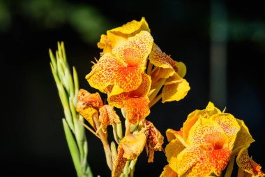 Canna indica 'nın canlı sarı ve kırmızı çiçekleri, genellikle kızılderili iğnesi, Afrika ya da mor ok kökü, yenilebilir kanna ya da Sierra Leone ok kökü olarak bilinir, yumuşak odak noktasında, güneşli bir yaz gününde bir bahçede