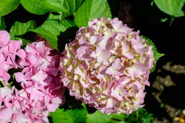 Magenta pembe ortanca macrophylla ya da çiçek saksısında çiçek açan hortensiya çalısı, arka planda güneşli bir yaz gününde, bir bahçede taze yeşil yapraklar var.