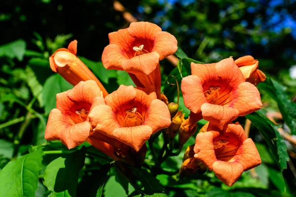 Many Vivid Orange Red Flowers Green Leaves Campsis Radicans Plant — Stock Photo, Image