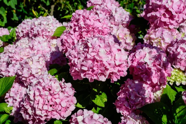 花のポットに満開のマゼンタピンクのアジサイやホルテンシアの低木 背景に新鮮な緑の葉 晴れた夏の日の庭で — ストック写真