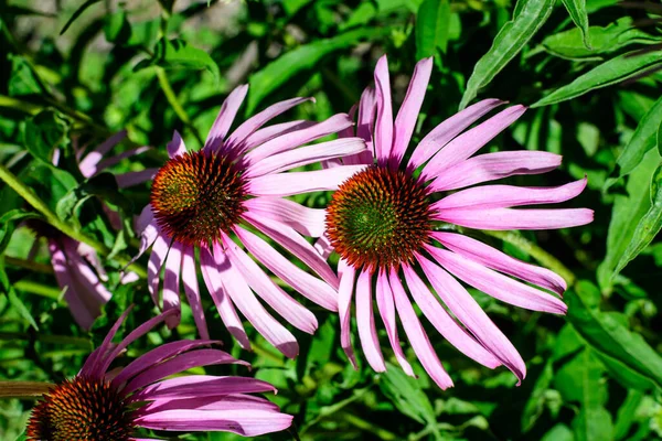 Zarte Rosa Echinacea Blüten Sanftem Fokus Einem Garten Einem Sonnigen — Stockfoto