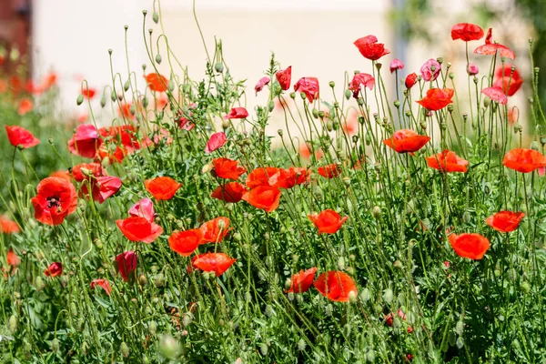 Close Many Red Poppy Flowers Blurred Green Leaves British Cottage — Stock Photo, Image