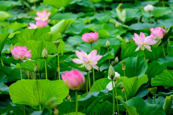 Delicadas Flores Lirio Agua Blanca Rosa Vívidas Nymphaeaceae Plena Floración — Foto de Stock