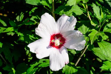 Cornus kousa ağacının beyaz narin çiçeği, genel olarak ousa, kousa, Çin, Kore ve Japon odun ağacı olarak bilinir, ve yeşil yapraklar güneşli bir bahar günü bahçesinde güzel bir açık hava çiçek arka planında.