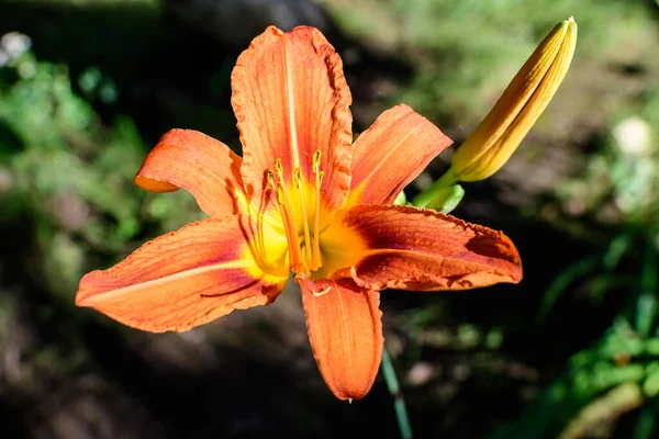 Una Pequeña Vívida Naranja Flores Rojas Lilium Lily Planta Jardín —  Fotos de Stock