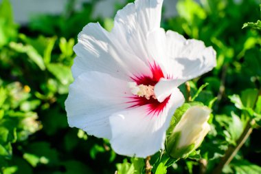 Cornus kousa ağacının beyaz narin çiçeği, genel olarak ousa, kousa, Çin, Kore ve Japon odun ağacı olarak bilinir, ve yeşil yapraklar güneşli bir bahar günü bahçesinde güzel bir açık hava çiçek arka planında.