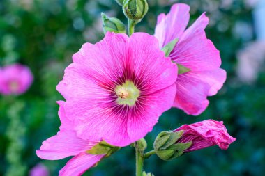Althaea officinalis bitkisinin narin pembe çiçekleri, genellikle bir İngiliz kır evinin bahçesinde marsh-mallow olarak bilinir güneşli bir yaz gününde, güzel bir açık hava çiçek arka planında.