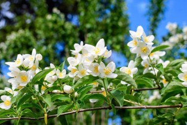 Güneşli bir yaz gününde, bir bahçede, tatlı portakal ya da İngiliz köpek ağacı olarak bilinen tatlı, narin, beyaz çiçekler ve the green leaf of β delphus coronarius süs bitkisi.