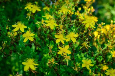 Hypericum Performans bitkisinin pek çok narin sarı çiçeği.