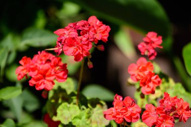 Canlı kırmızı Pelargonium çiçekleri (yaygın olarak sardunya, pelargonyum ya da leylek gagası olarak bilinir) ve güneşli bir bahar gününde bahçedeki bir kaptaki taze yeşil yapraklar, çok renkli doğal doku