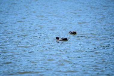 Güneşli bir yaz gününde gölde yüzen, sıradan ya da Avustralya yaban ördeği olarak da bilinen küçük siyah bir Avrasyalı kuş.